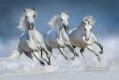 running grey horses animals